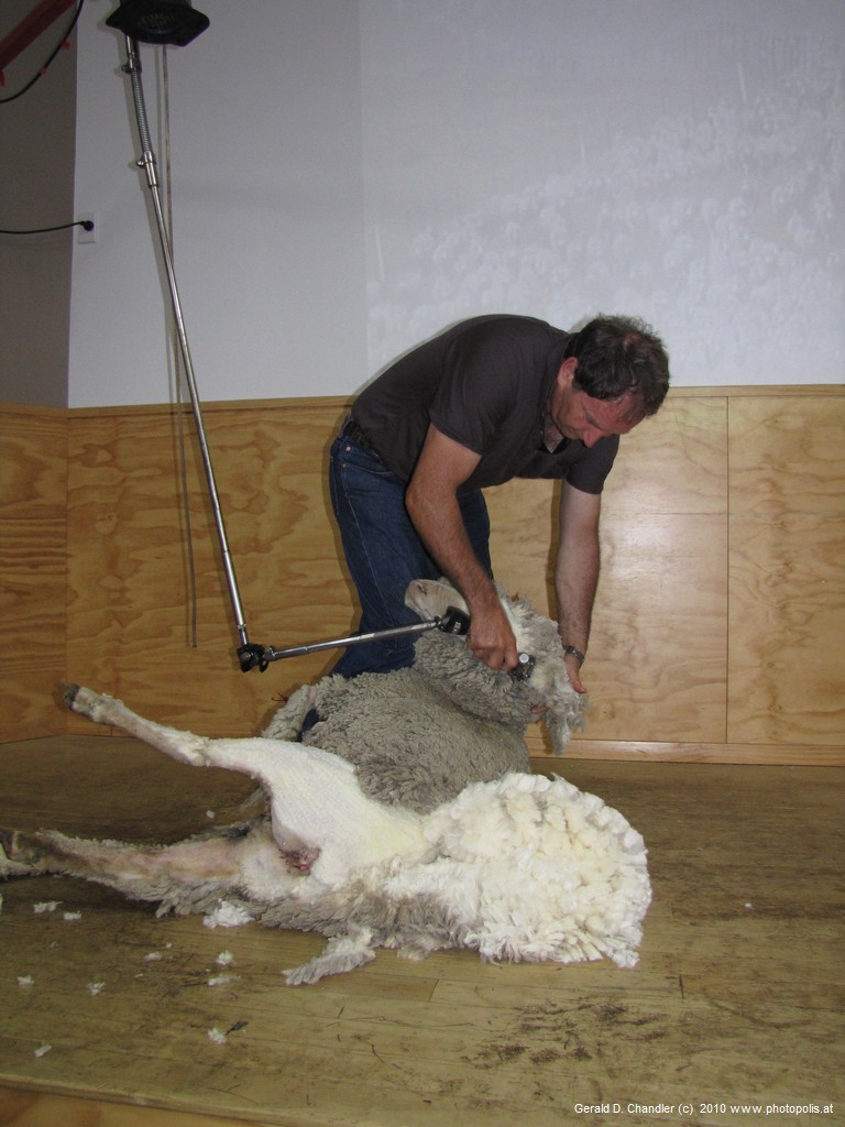 Wrinkly Sheep Shearing